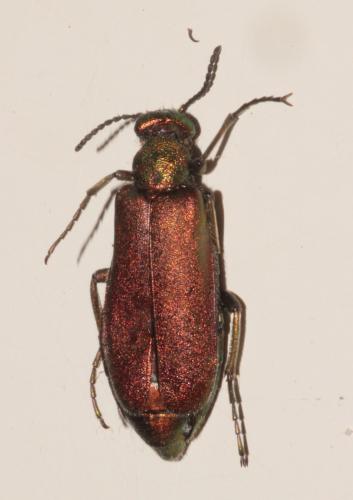 Alosimus sp.
